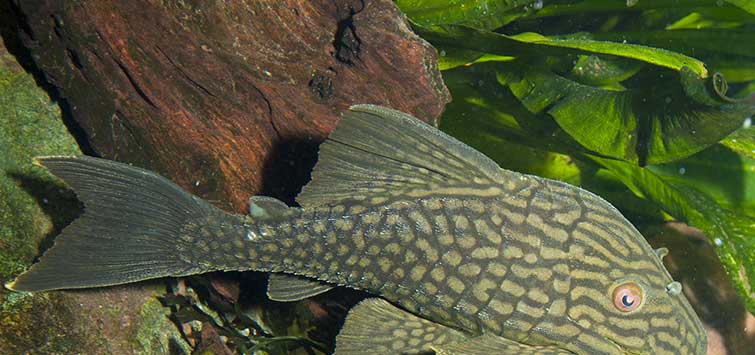 royal pleco care