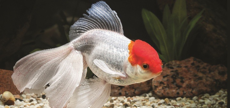 red cap oranda