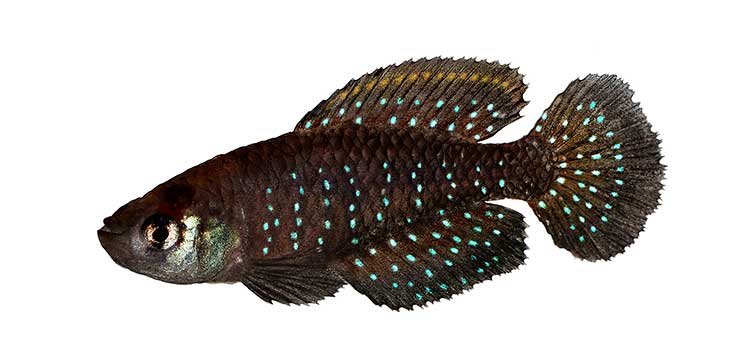south american killifish