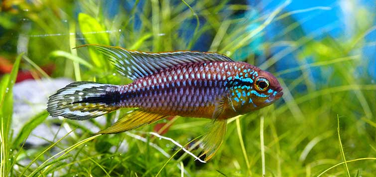 Apistogramma Dwarf Cichlids  Tropical Fish Hobbyist Magazine