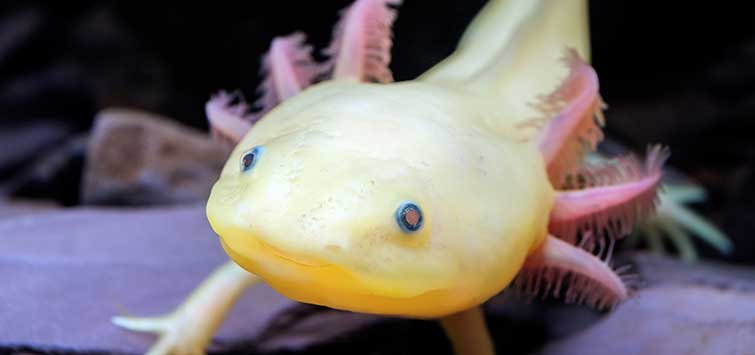 axolotl tank mates