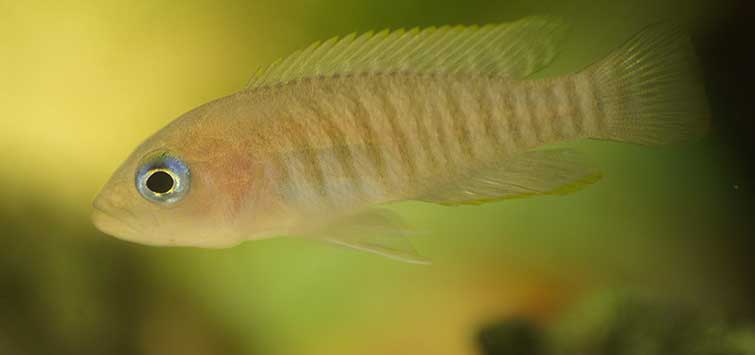 cichlids for beginners