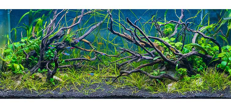 Design of Driftwood in Aquariums | Tropical Fish Hobbyist Magazine