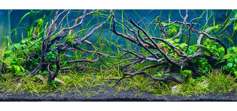 Natural Driftwood Spiderwood LARGE Aquarium Spider Wood Decoration