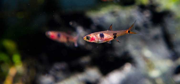 Types Of Fish In Peru Amazon Fish Species of Peru | Tropical Fish Hobbyist Magazine