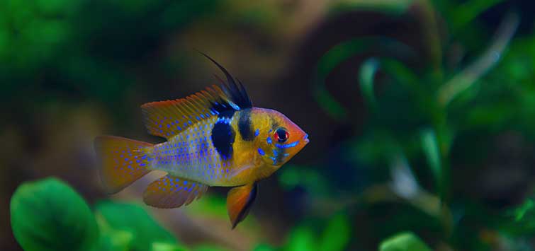 German Blue | Tropical Fish Hobbyist Magazine