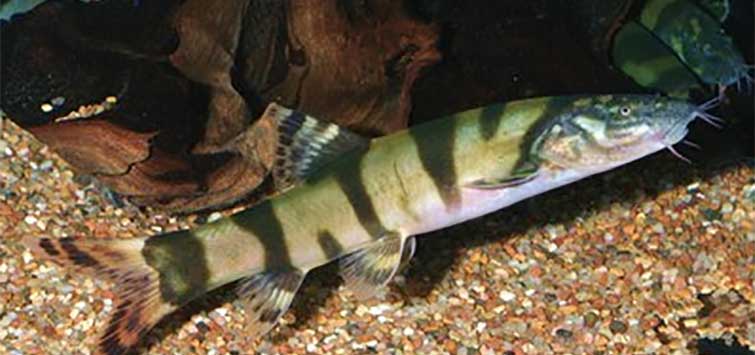 leptobotia elongata