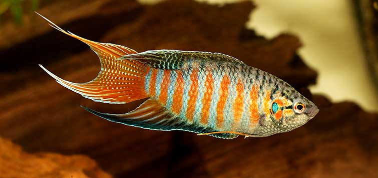 Paradise gourami care hotsell