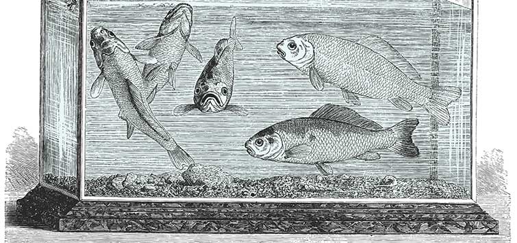 fish tank history