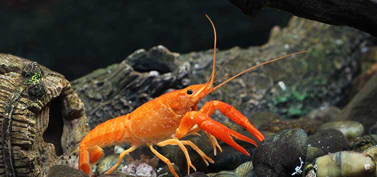 dwarf orange crayfish