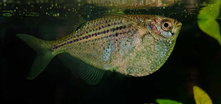 silver hatchetfish
