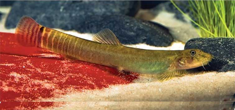 Panda loach care hot sale