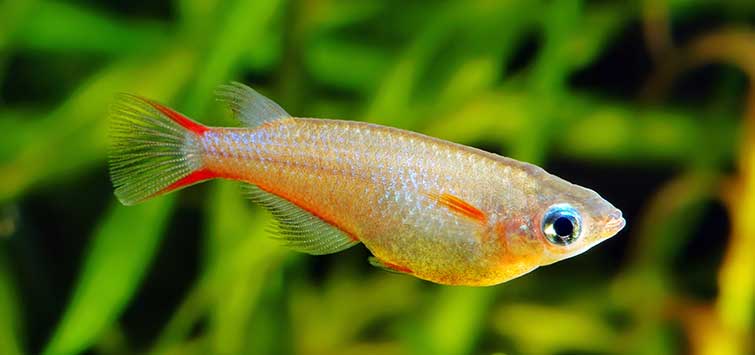 Ricefish from the Genus Oryzias Tropical Fish Hobbyist Magazine