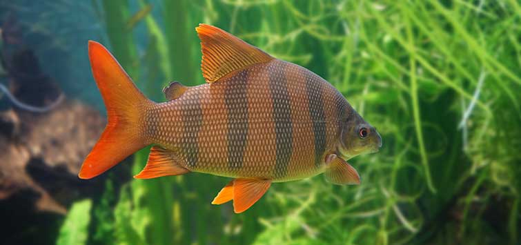 Six-Barred Distichodus sexfasciatus | TFH Magazine
