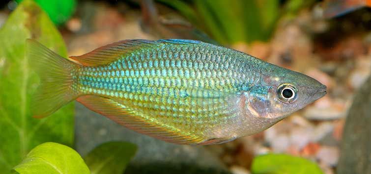 Pigmentation  Tropical Fish Hobbyist Magazine