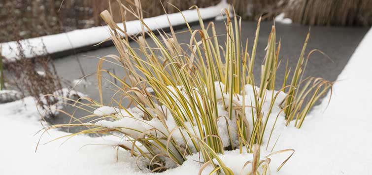 Koi pond freezing hotsell