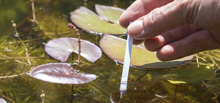 koi pond temperature