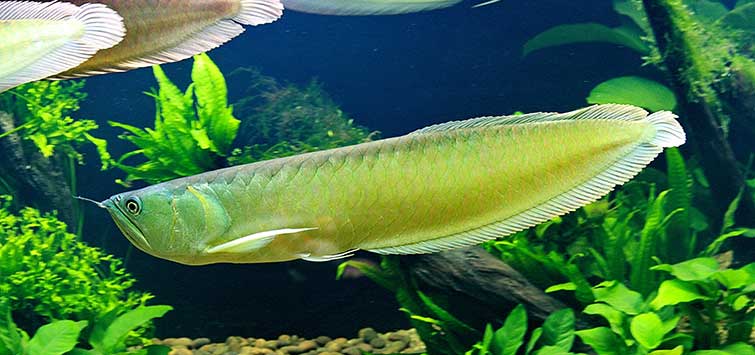 silver arowana care