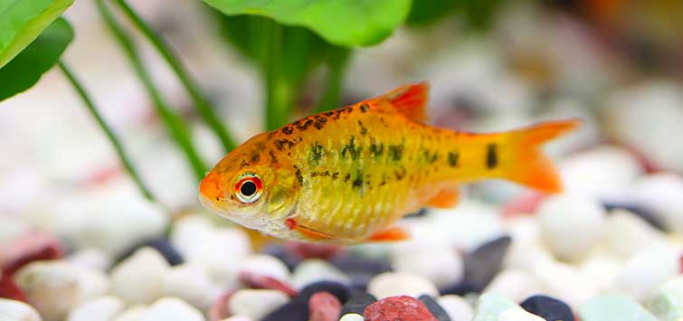 What Do Minnows Eat? Top Six Foods for Minnows - A-Z Animals