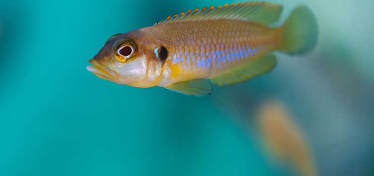 Lake tanganyika cichlids for sales sale