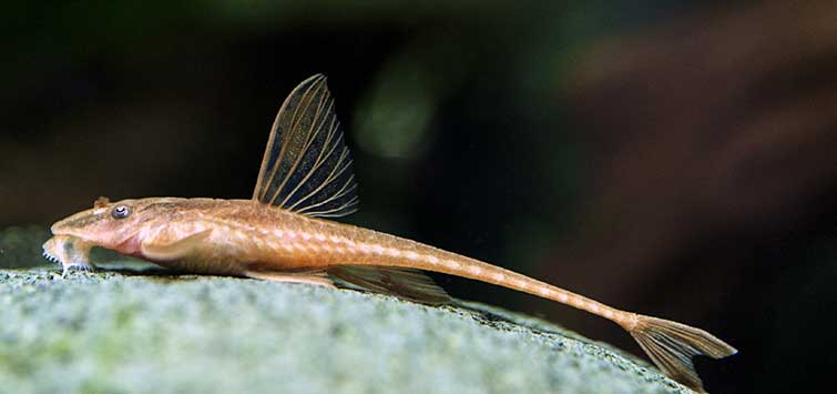 breeding whiptail catfish