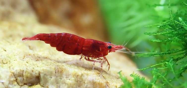 red fire shrimp freshwater