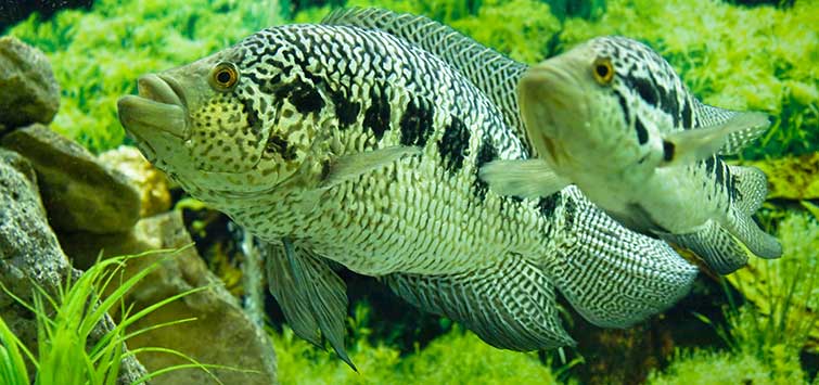 jaguar cichlid breeding