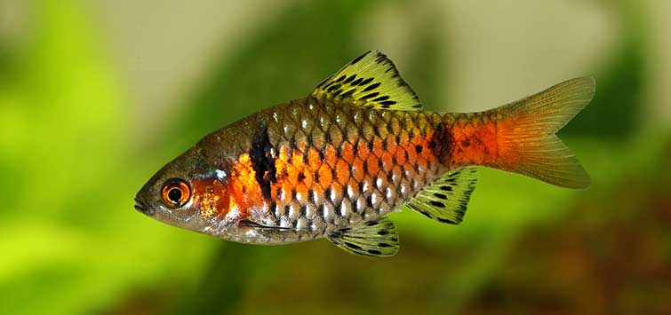 types of barb fish