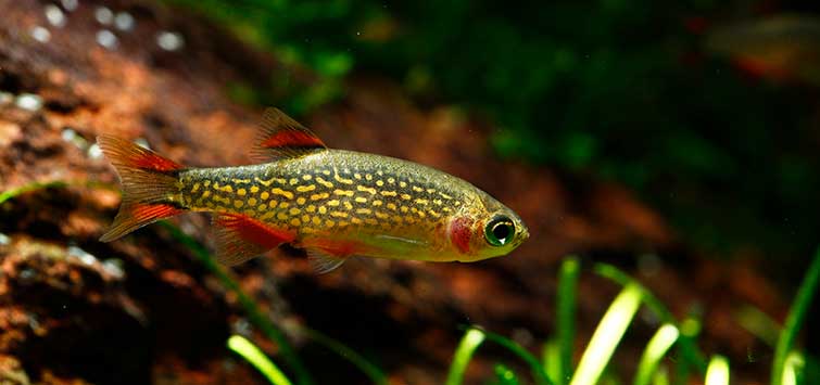 tragt skuffet Videnskab Best Freshwater Fish 10-Gallon Tank | Tropical Fish Hobbyist Magazine