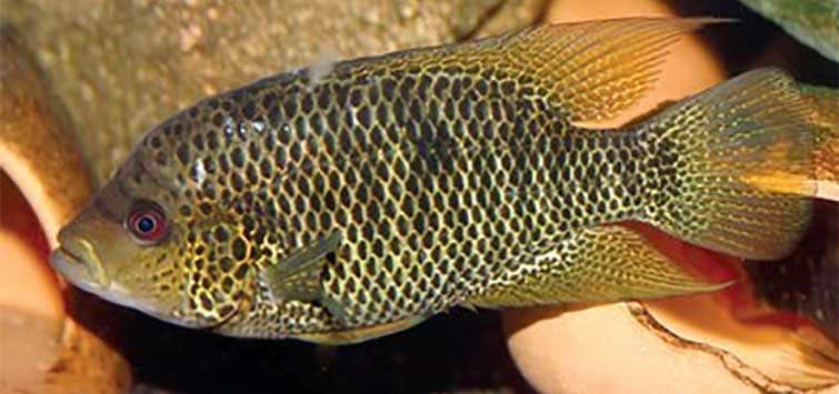 cichlasoma beani