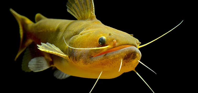 Catfish tank 2025