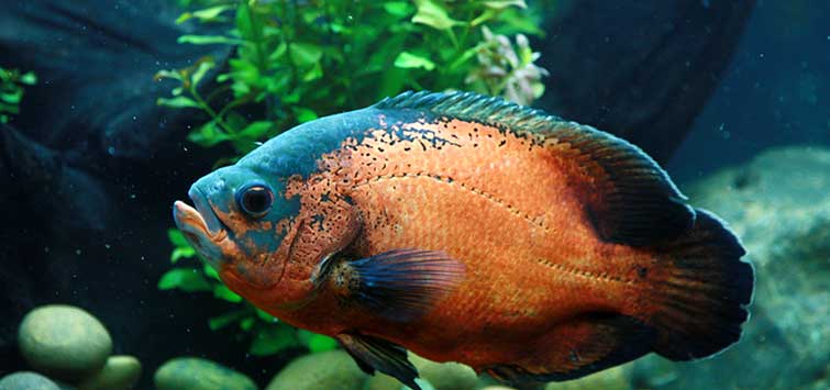 oscar fish