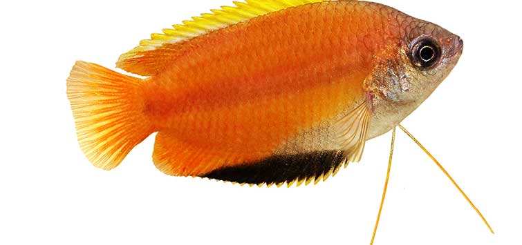 honey gourami