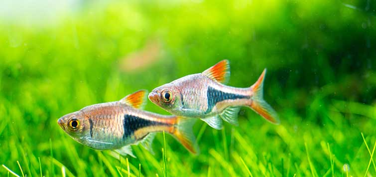 harlequin rasbora breeding