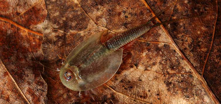 Triops: Ancient Wonders  Tropical Fish Hobbyist Magazine