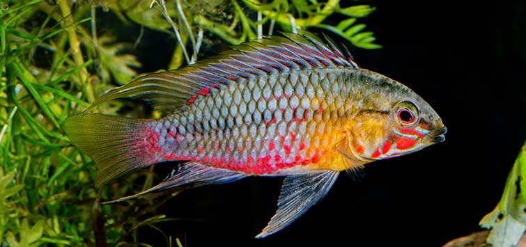 dwarf cichlids community tank