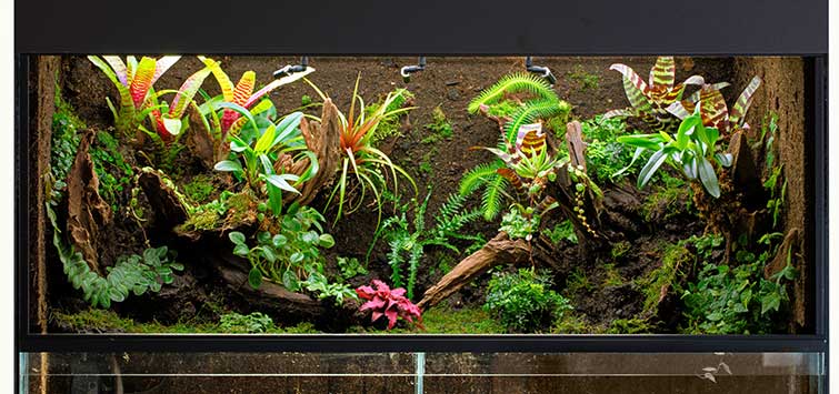Paludarium 101: Creating A Thriving Semi-Aquatic Paradise, 45% OFF