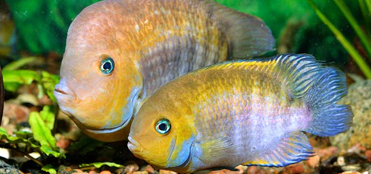 Ricsa Fish Ricefish from the Genus Oryzias | Tropical Fish Hobbyist Magazine