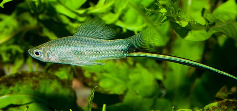 swordtails