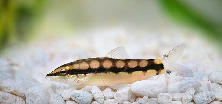 dwarf chain loach