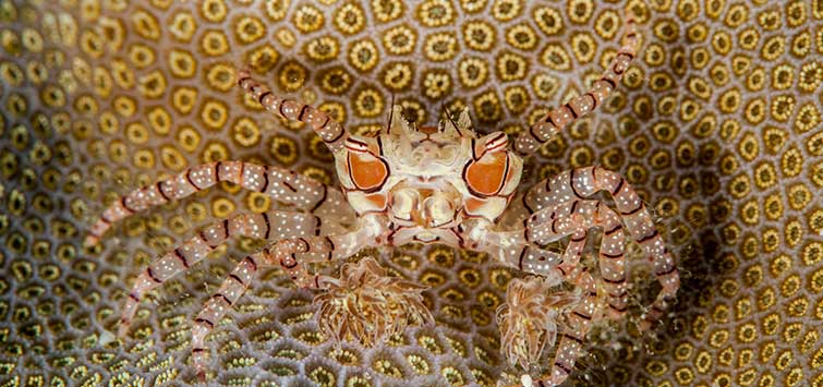 boxer crab