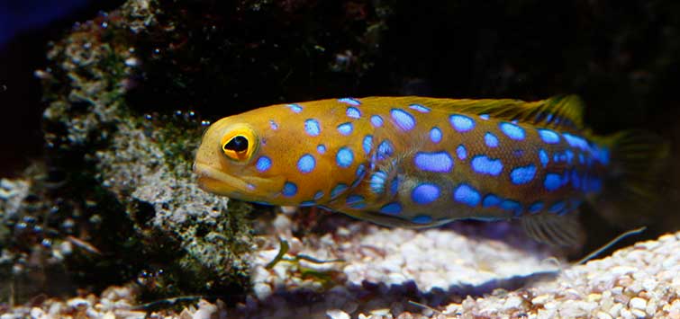 The Blue Spotted Jawfish Tropical Fish Hobbyist Magazine
