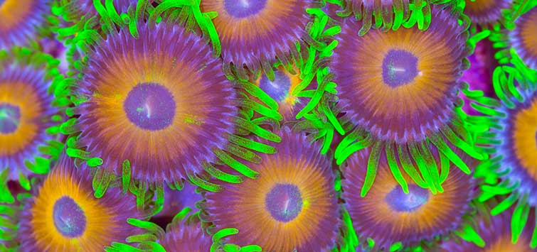 fragging zoanthids