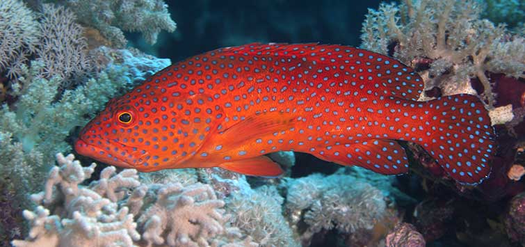 grouper fish tank