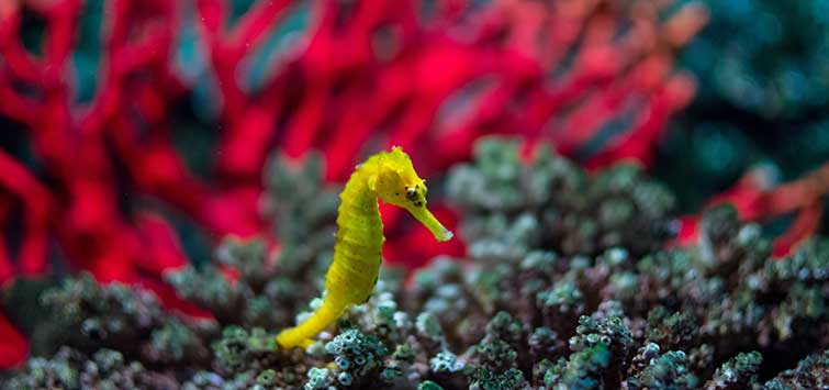 seahorse reef tank