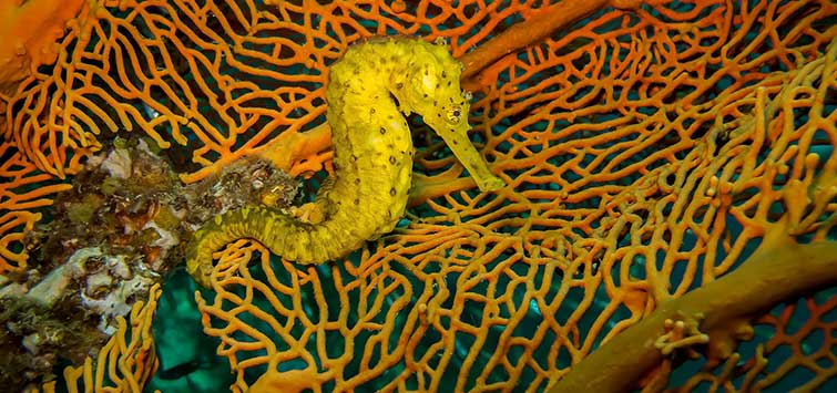 seahorse species