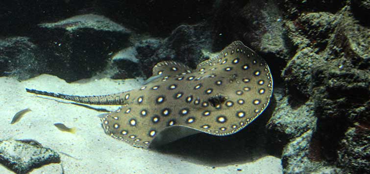 long island aquarium