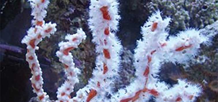 saltwater sponge