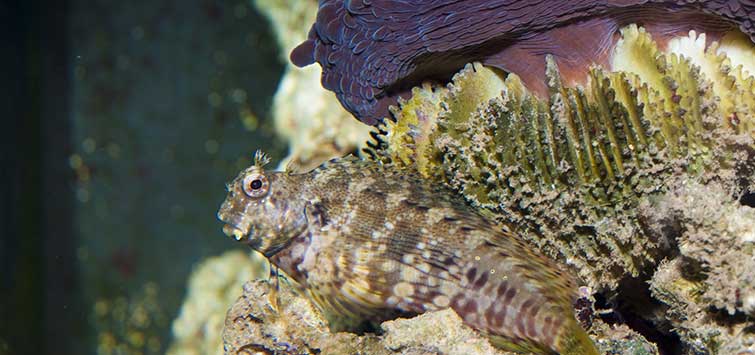 Saltwater Fish That Eat Algae | Tropical Fish Hobbyist Magazine