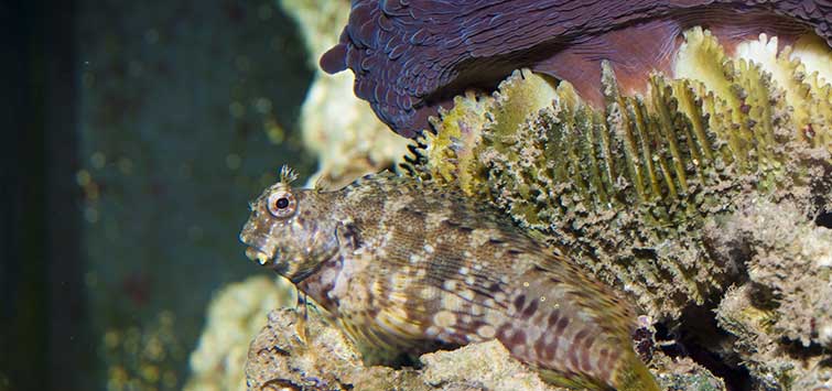 Dwarf algae eating fish 2025